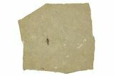 Fossil Insect (Homoptera) - Cereste, France #255957-1